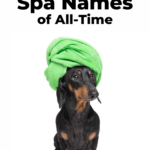 Funny spa names