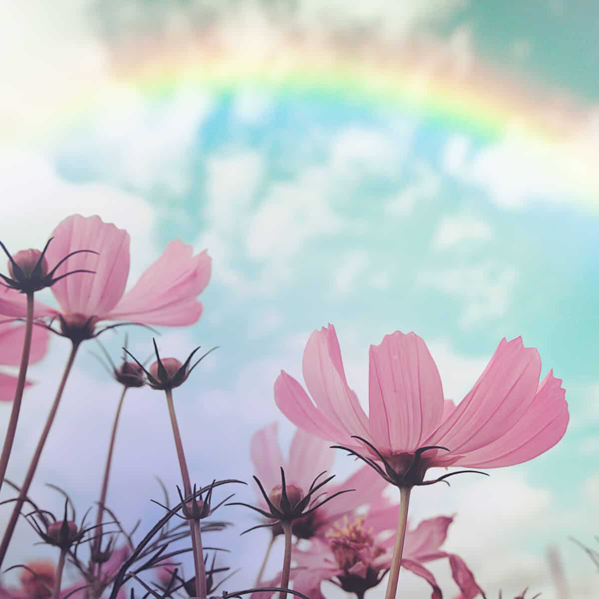 image of flowers reaching for a rainbow